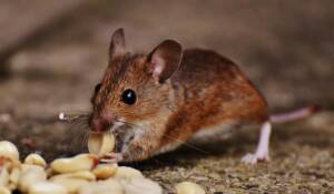 what animals eat mice