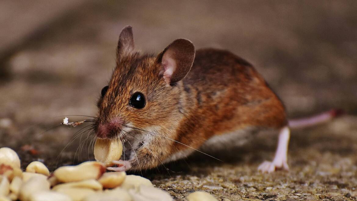 What Animals Eat Mice