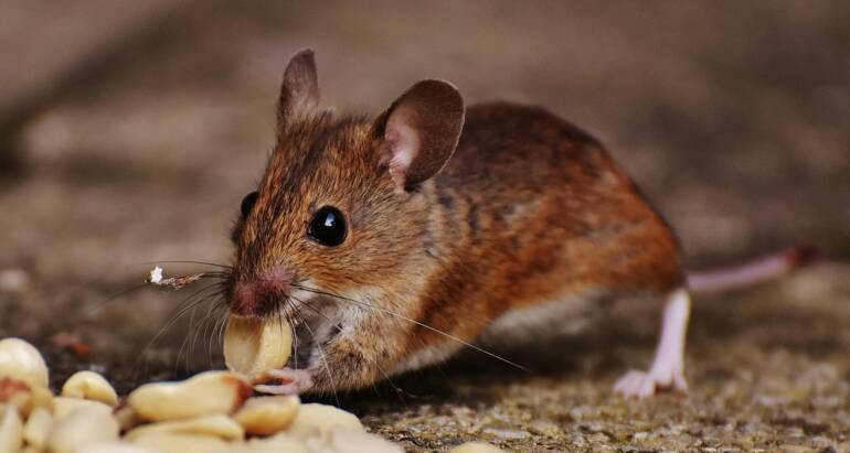 What Animals Eat Mice