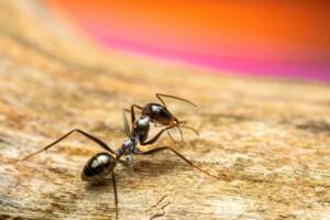 common household ants