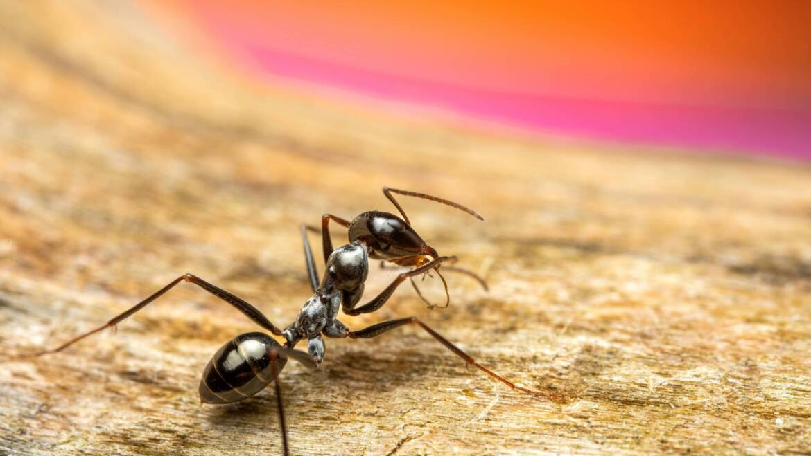 Common Household Ants: Behavior and Habits Explained