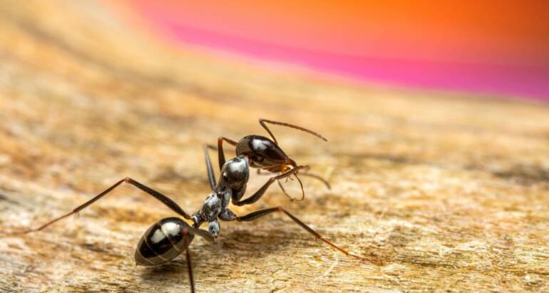 Common Household Ants: Behavior and Habits Explained