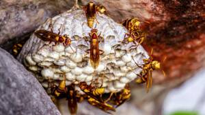 how dangerous are wasp stings