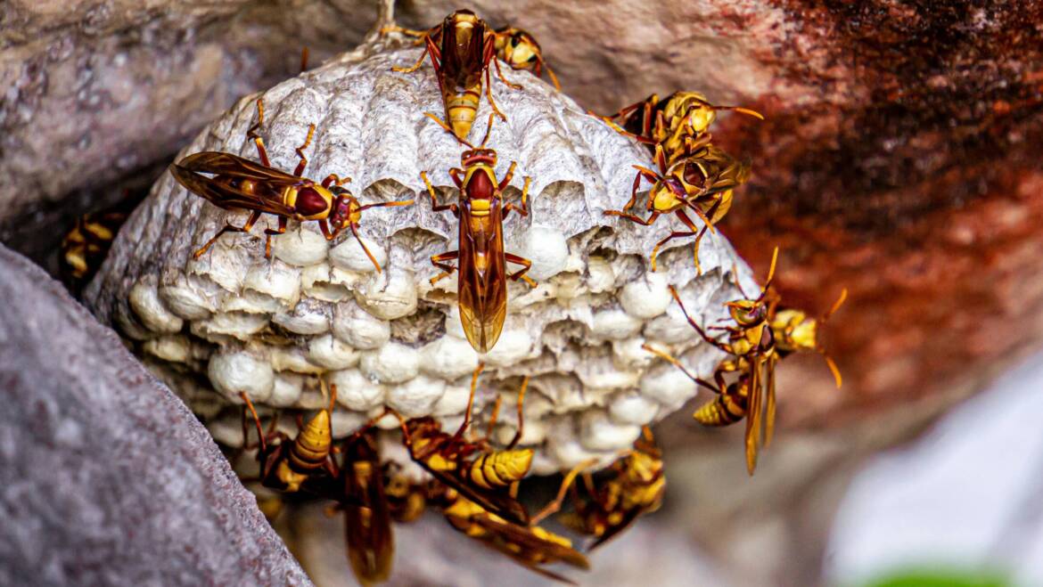How Dangerous Are Wasp Stings?