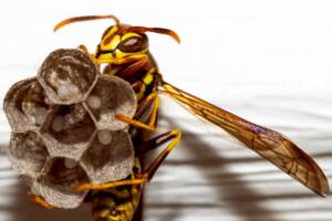 identify bees and wasps nests