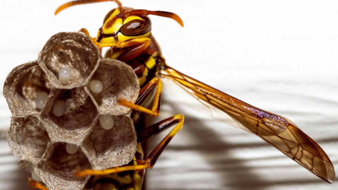 Identify Bees and Wasps Nests
