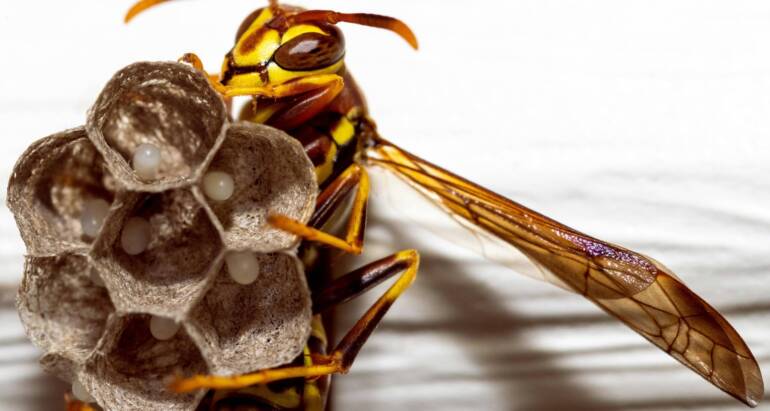 Identify Bees and Wasps Nests