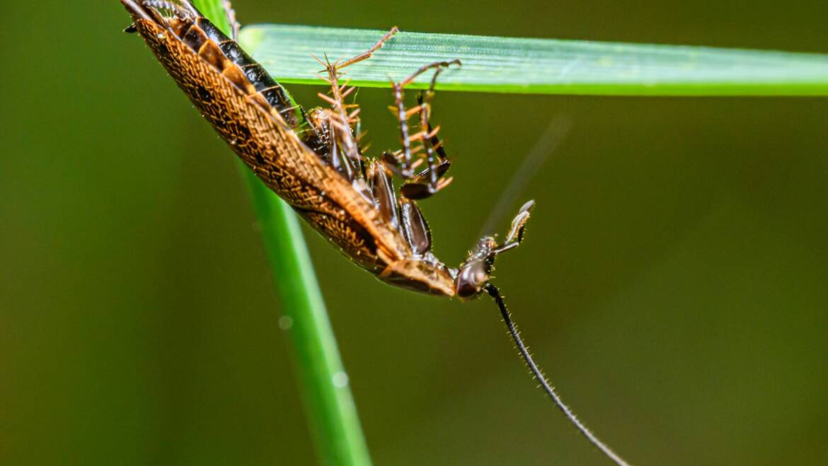 Can Cockroaches Make You Sick?