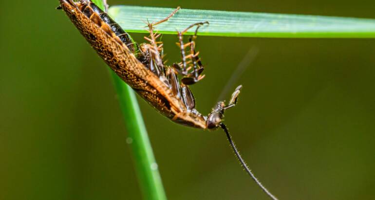 Can Cockroaches Make You Sick?