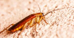 German cockroach Nymph