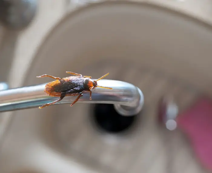 pest-control-sarnia