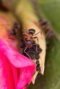 why are there more ants in my house as summer comes