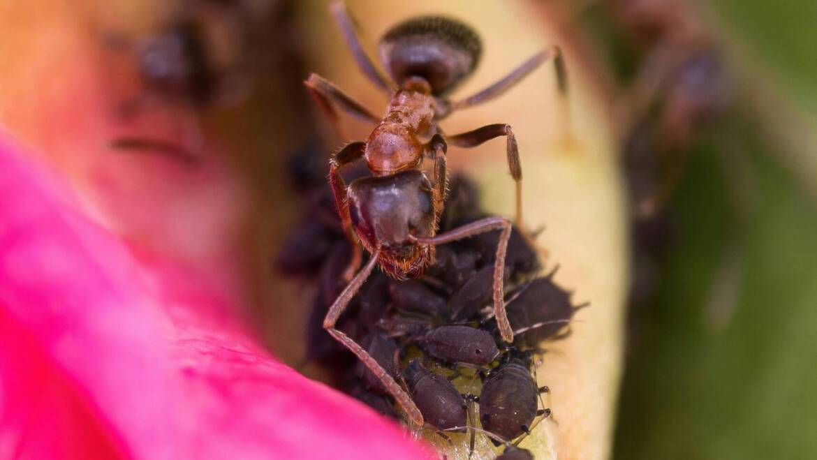 Why Are There More Ants in My House As Summer Comes?
