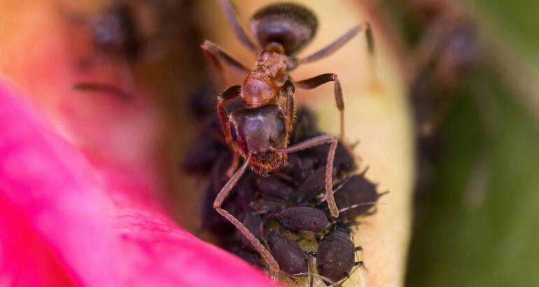 Why Are There More Ants in My House As Summer Comes?