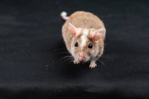 do mice have poor eyesight