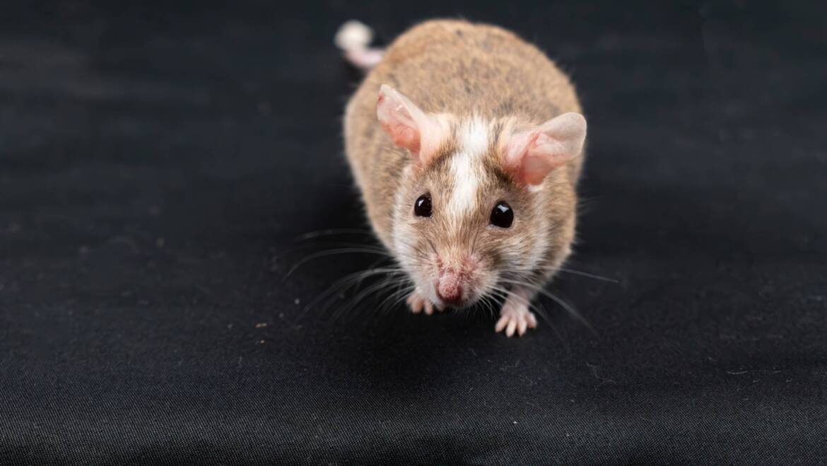 Do Mice Have Poor Eyesight?