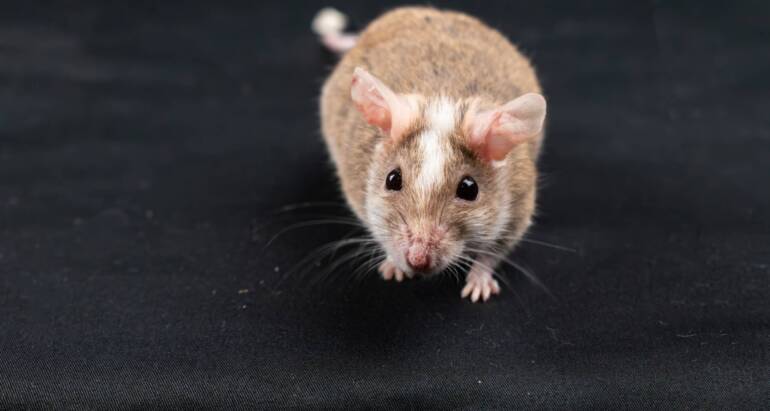 Do Mice Have Poor Eyesight?