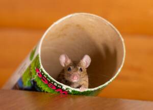 landlord responsibilities to mice infestation