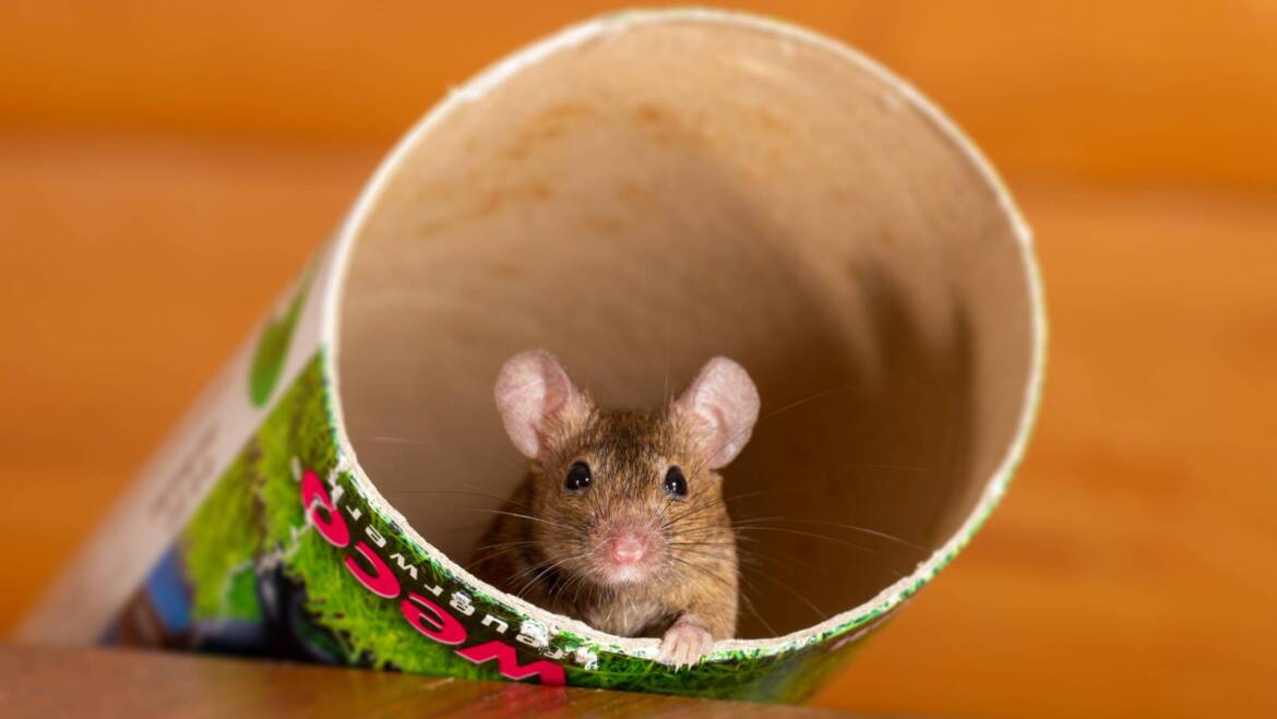 Landlord responsibilities to mice infestation