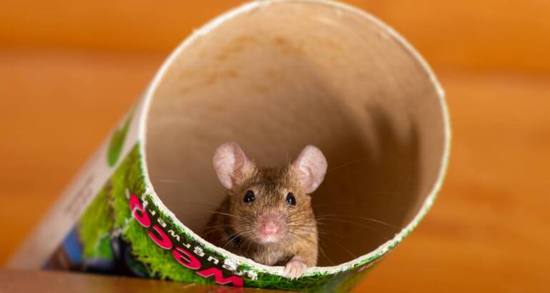 Landlord responsibilities to mice infestation