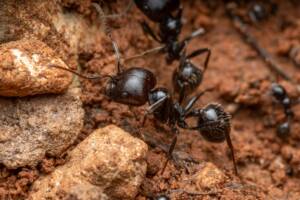 stop sugar ants from coming