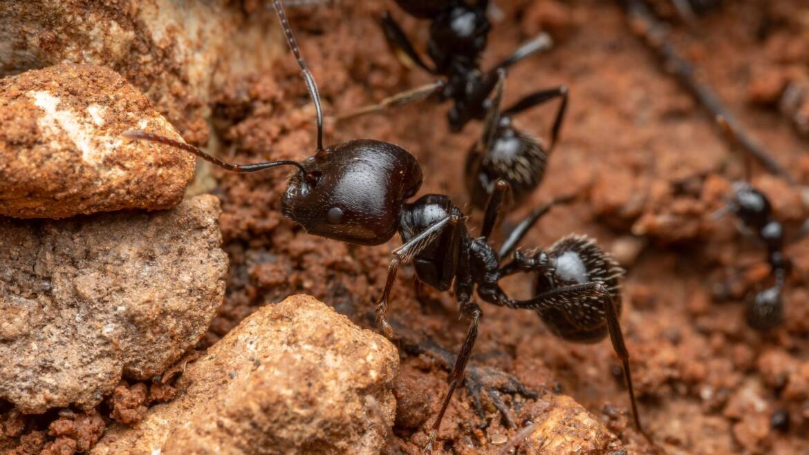 Stop Sugar Ants From Coming Into Your Kitchen