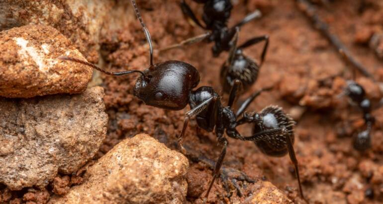 Stop Sugar Ants From Coming Into Your Kitchen