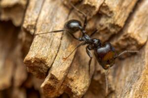 carpenter ant queen