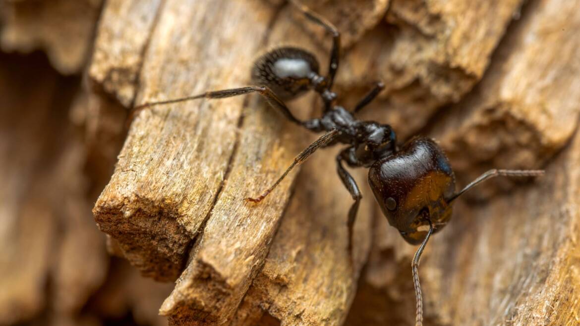 Carpenter ant queen