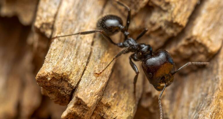 Carpenter ant queen