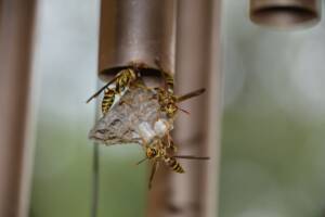 climate change and wasps