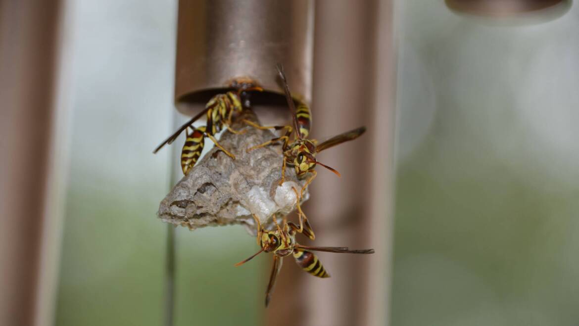 Climate Change and Wasps