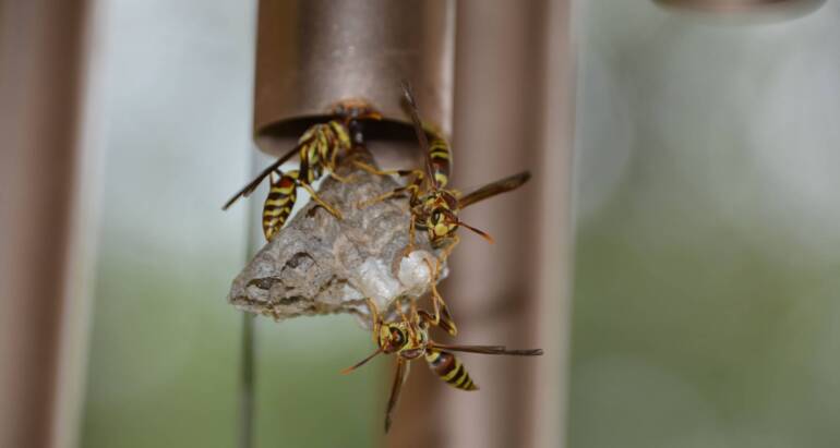 Climate Change and Wasps