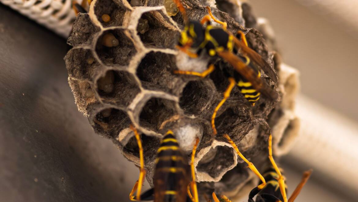 How to Get Rid of a Wasp Nest Safely?