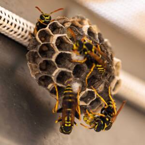 how to get rid of a wasp nest