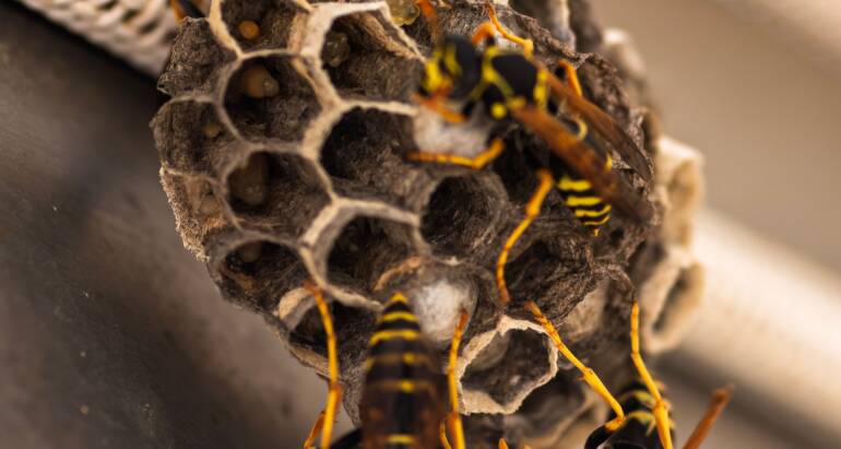 How to Get Rid of a Wasp Nest Safely?