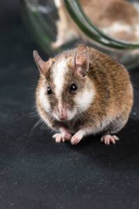 how to tell if you have mice or rats