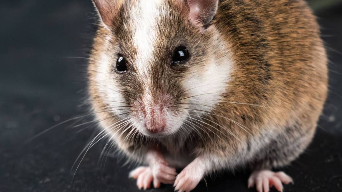 How to tell if you have mice or rats