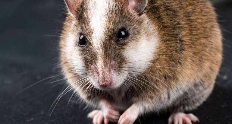 How to tell if you have mice or rats