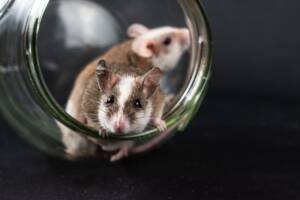 where do mice hide in a house