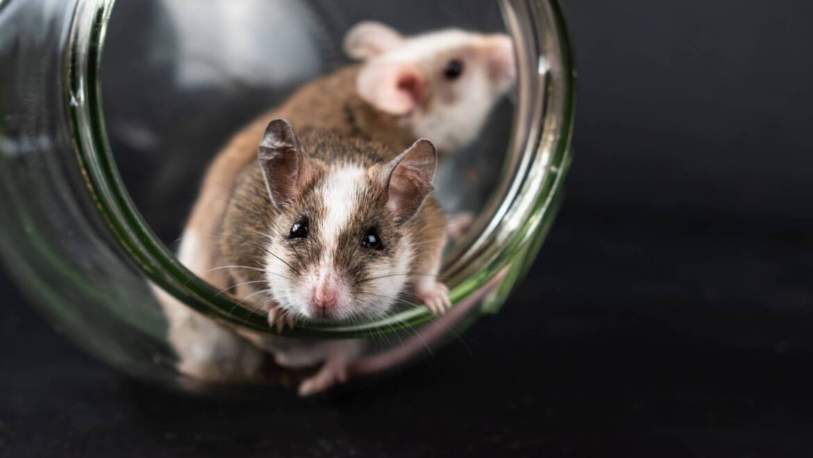 Where Do Mice Hide in a House? Common Hiding Spots