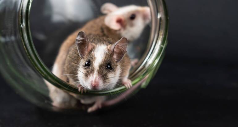 Where Do Mice Hide in a House? Common Hiding Spots