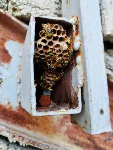 How to Kill Wasp Nest