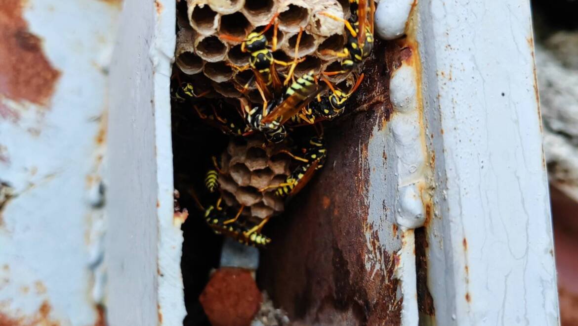 How to Kill Wasp Nest