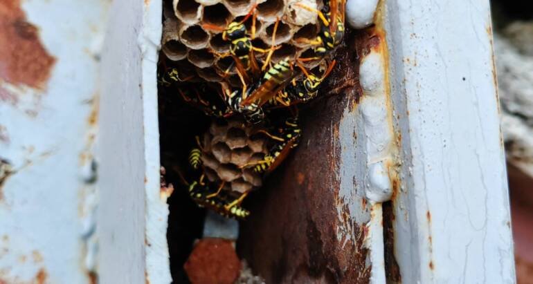 How to Kill Wasp Nest