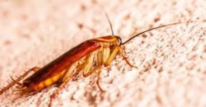 get rid of roaches fast