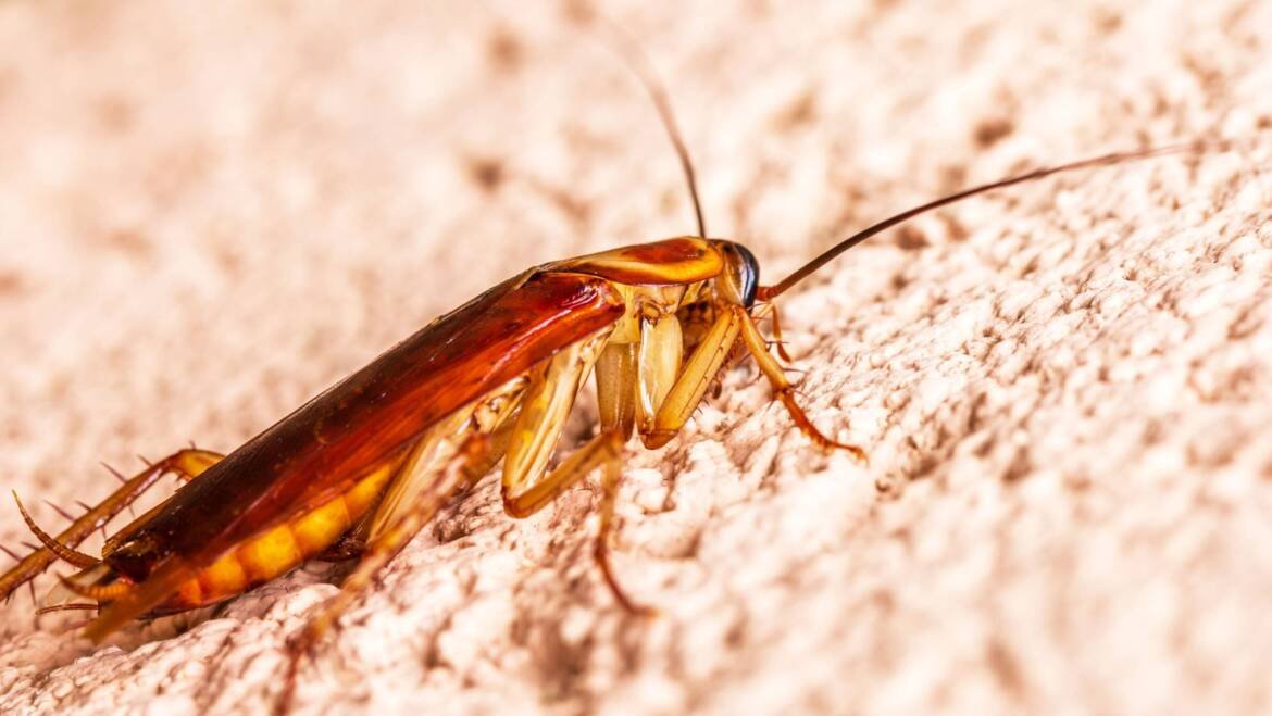 Get Rid of Roaches Fast