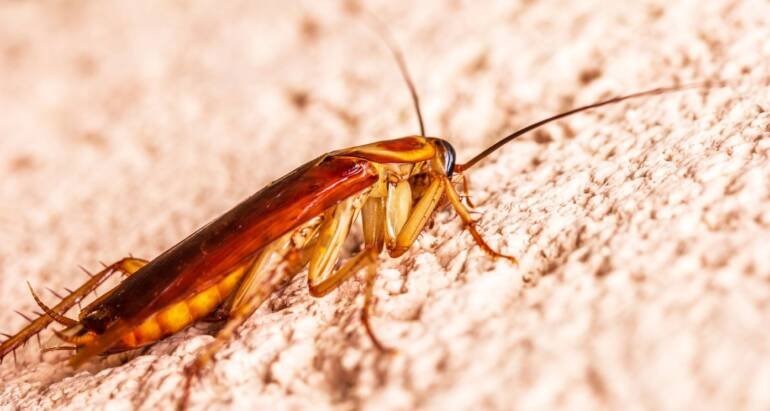 Get Rid of Roaches Fast