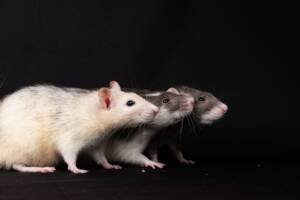 keeping rats out this summer