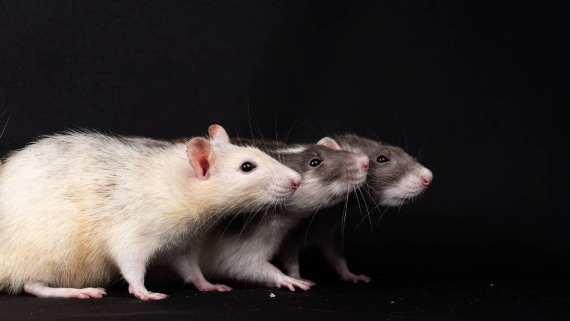 Keeping Rats Out This Summer
